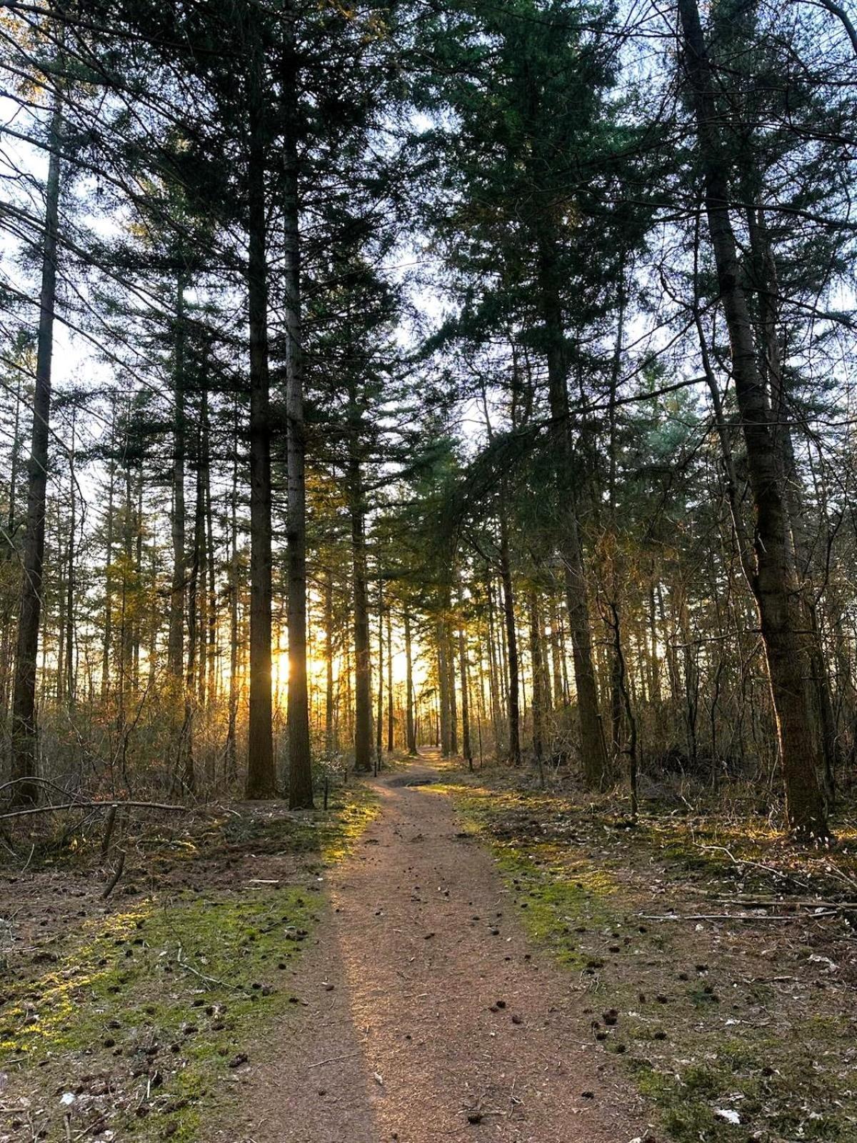 Rustiek Bos Sven Chalet Putten